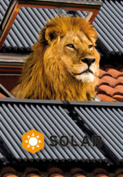 Solar Anlage Marbella Löwe schaut auf Dach Installation